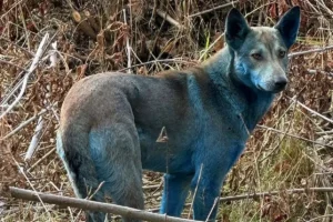 Aparecen perros azules en Chernóbil y desconciertan a científicos internacionales