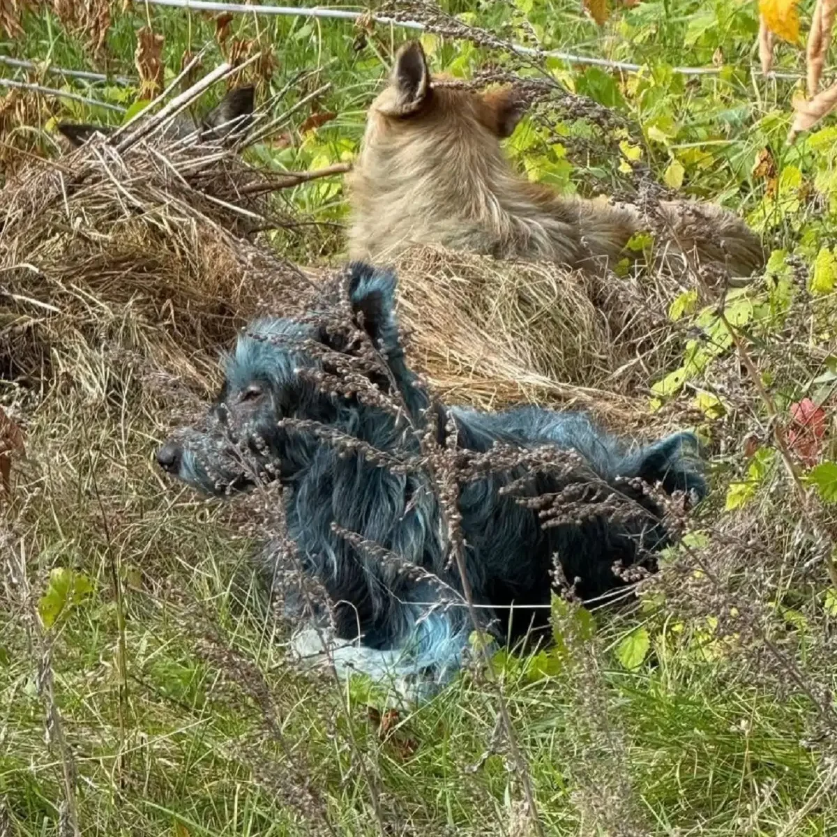 Aparecen perros azules en Chernóbil y desconciertan a científicos internacionales