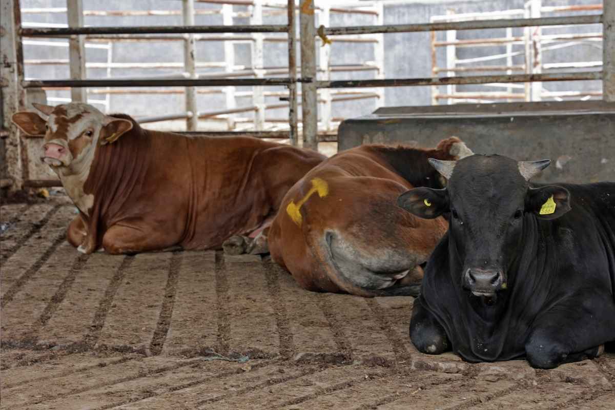 Gusano Barrenador en Puebla: Se registran 17 casos en ganado y ya se liberó mosca estéril 1 Gusano Barrenador en Puebla- Se registran 17 casos en ganado y ya se liberó mosca estéril