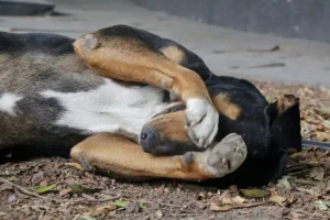Secretaría de Medio Ambiente recibió 495 denuncias por maltrato animal en Puebla