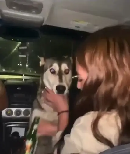 Alcoholizan a perro y exigen castigo contra responsables