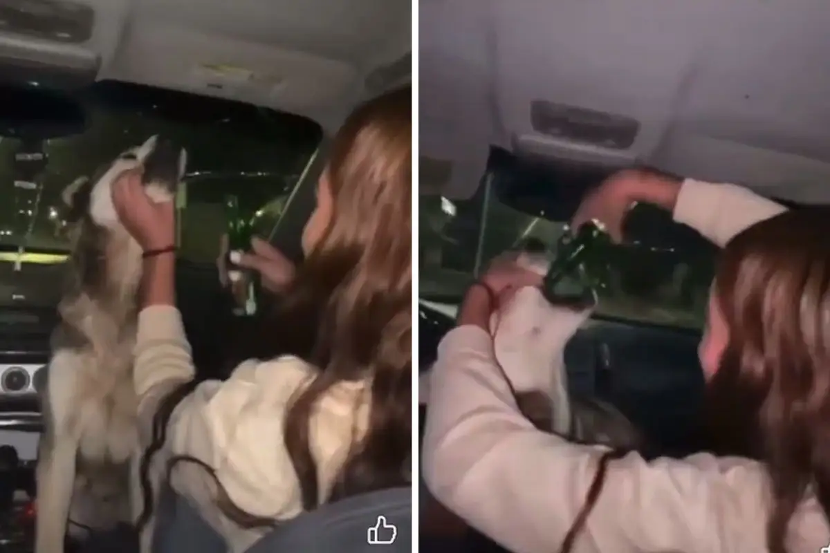 Alcoholizan a perro y exigen castigo contra responsables 1 Alcoholizan a perro y exigen castigo contra responsables