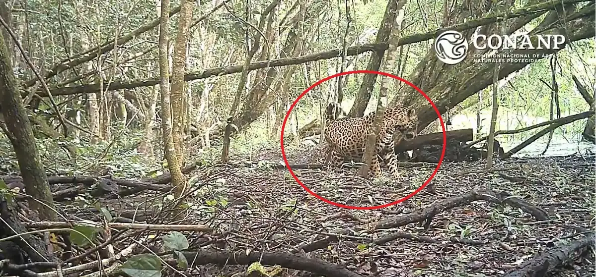 Captan a jaguar embarazada en la Biosfera Balam Kú, en Campeche