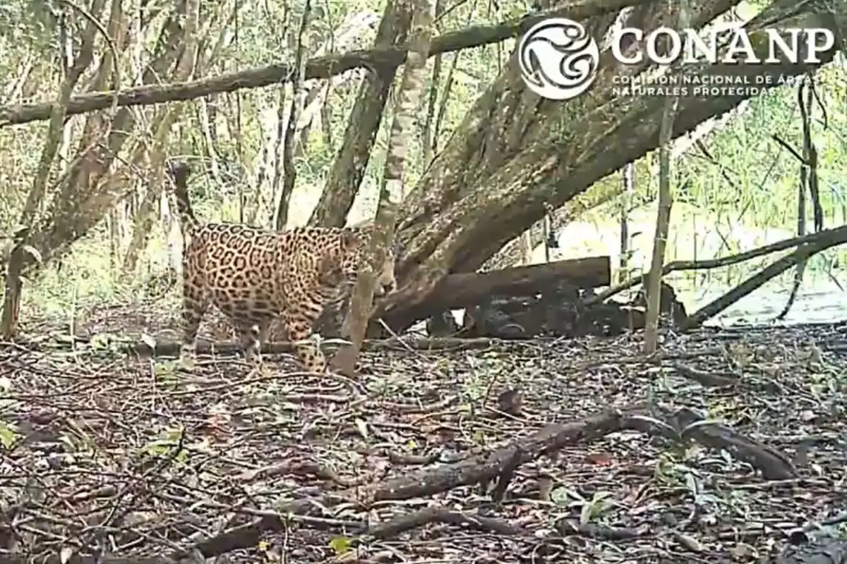 (VIDEO) Captan a jaguar embarazada en la Biosfera Balam Kú, en Campeche 7 Captan a jaguar embarazada en la Biosfera Balam Kú, en Campeche