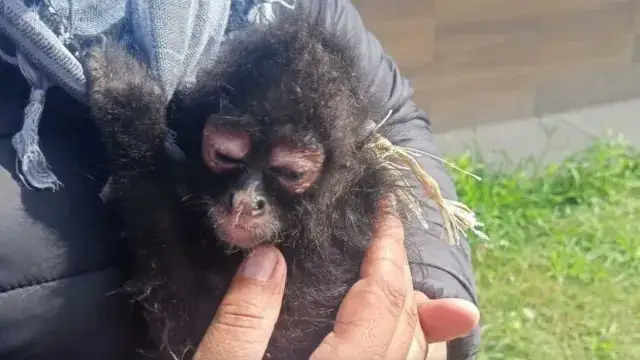Rescatan mono araña en Tecamachalco y sería de Julio Torres