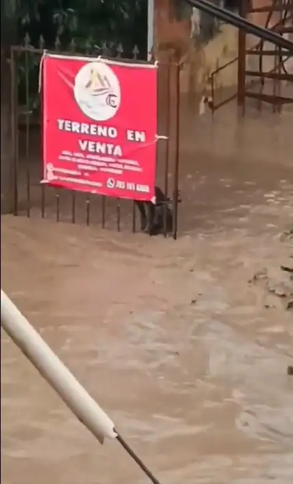 Perro se aferra a una reja para no ser arrastrado por la corriente