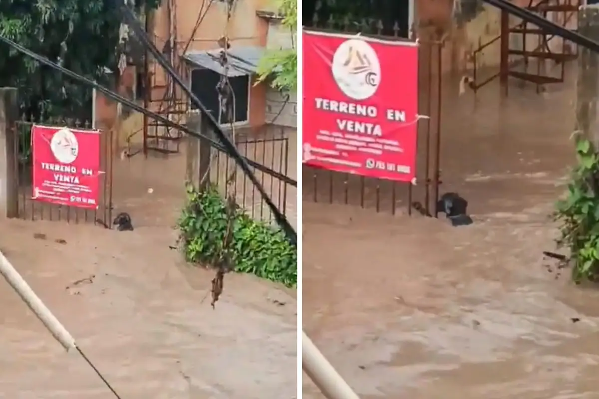 Perro se aferra a una reja para no ser arrastrado por la corriente