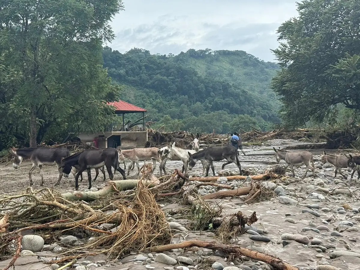 Encuentran a tigre de bengala en Xicotepec que se escapó
