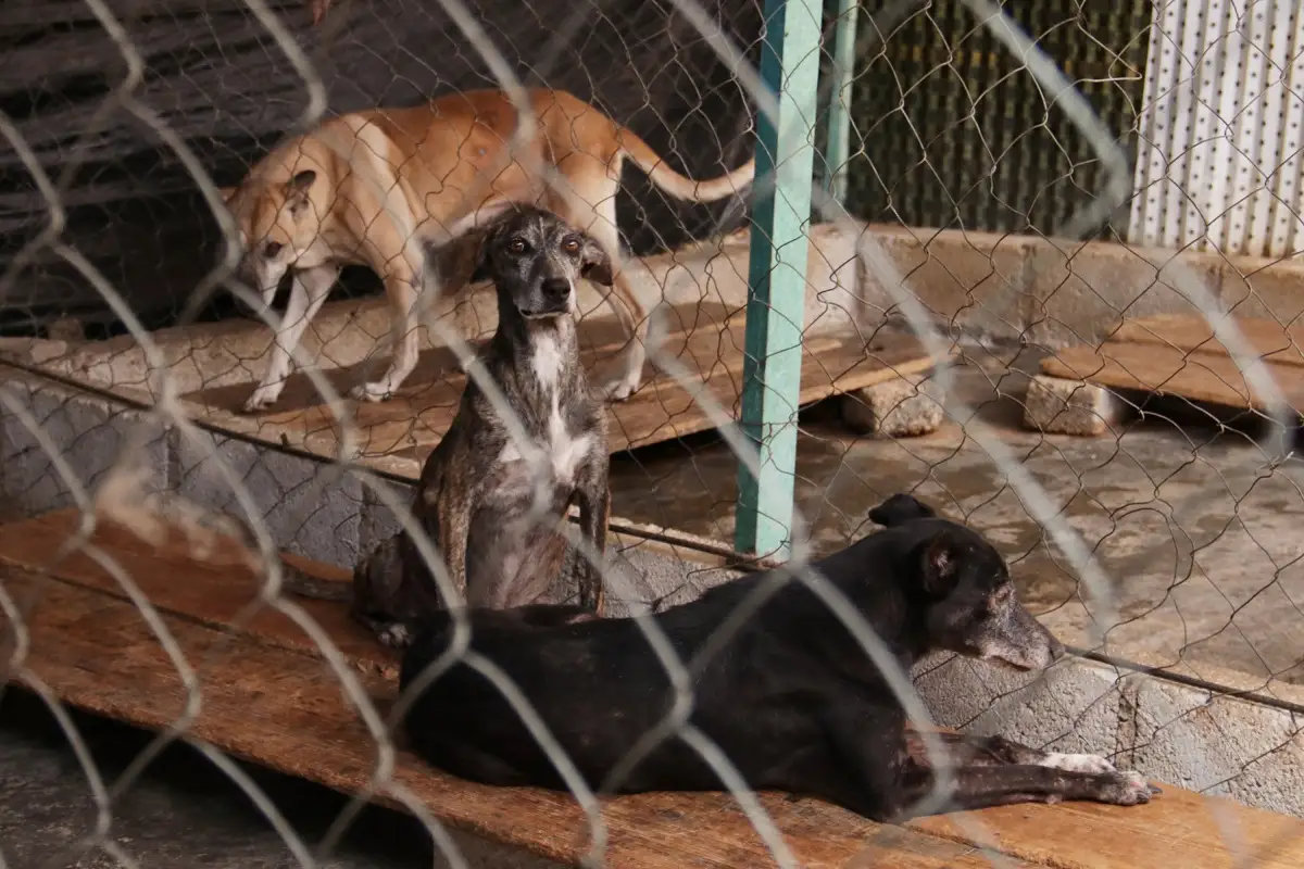 En Puebla, buscan crear el Padrón Estatal de Personas Agresoras de Animales