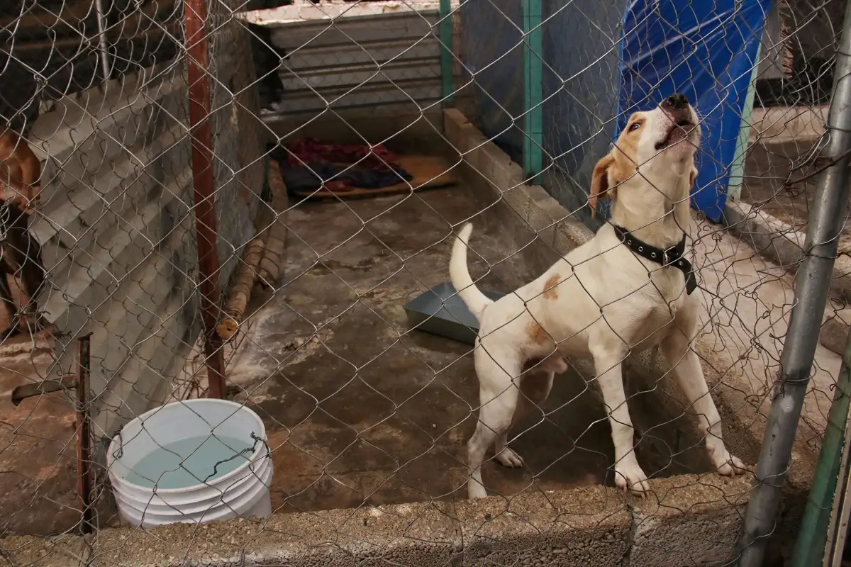 En Puebla, buscan crear el Padrón Estatal de Personas Agresoras de Animales