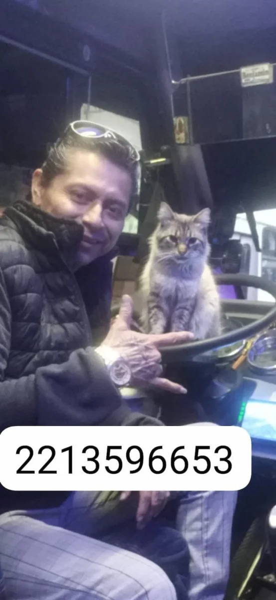 gatito cobrador de Los Morados