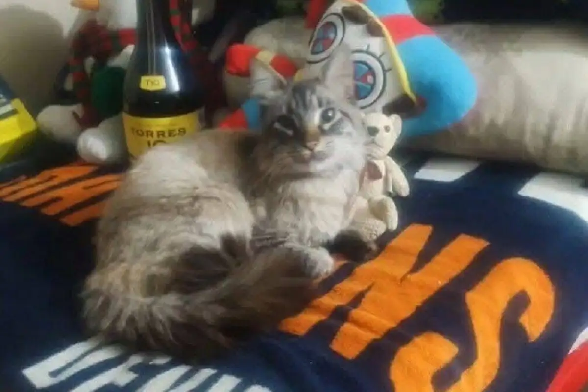 Zafiro el gato cobrador de Los Morados, reaparece sano y salvo