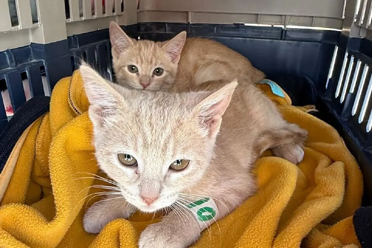 Impulsa Gobierno de la Ciudad jornadas de bienestar animal en más colonias del municipio