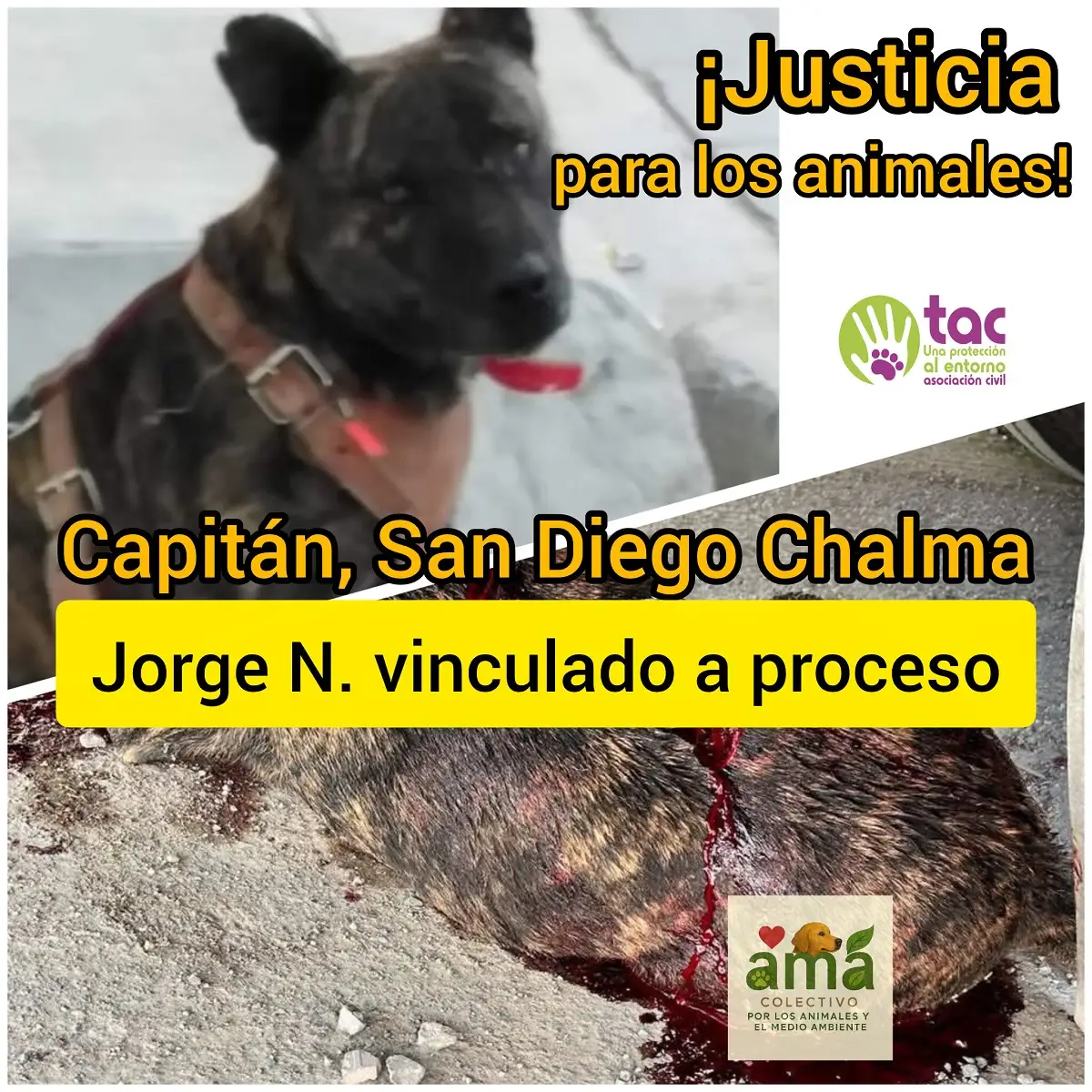 Juez otorgó amparo al agresor de Capitán, perro víctima de crueldad animal