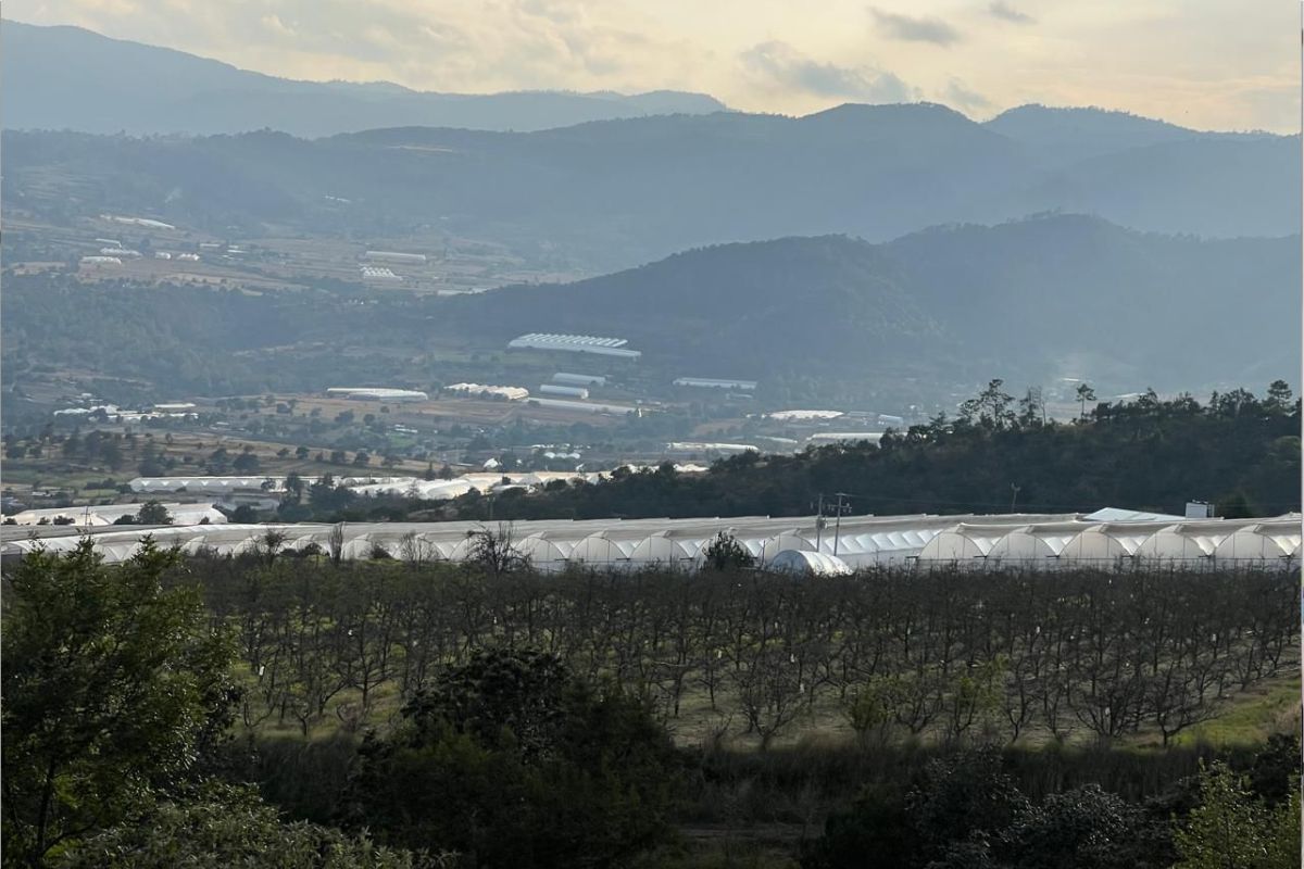 Productores de manzana de Zacatlán, fortalecen sus conocimientos en Aquixtla