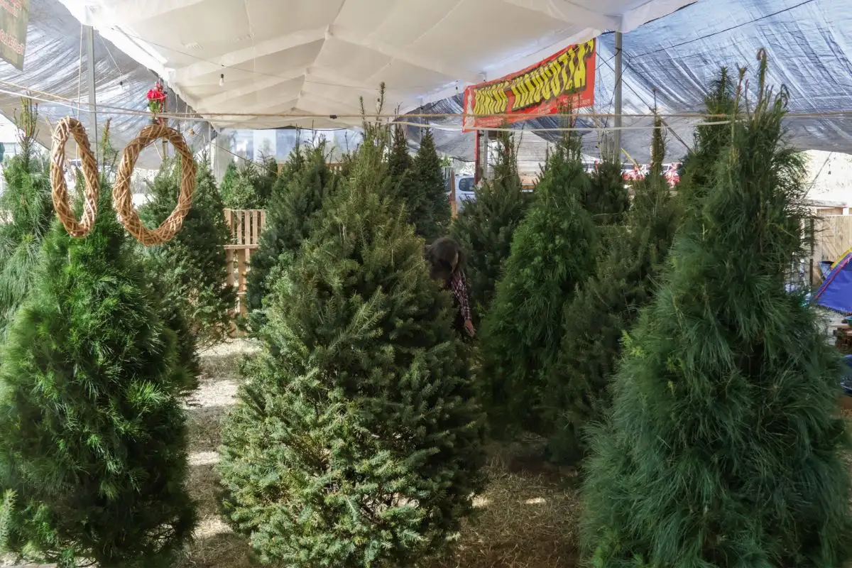 ambulantes en Puebla se instarán por temporada de fin de año