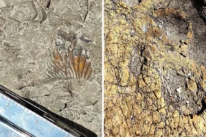 Confirman hallazgo de huellas de dinosaurios Tehuacán: Esto se sabe