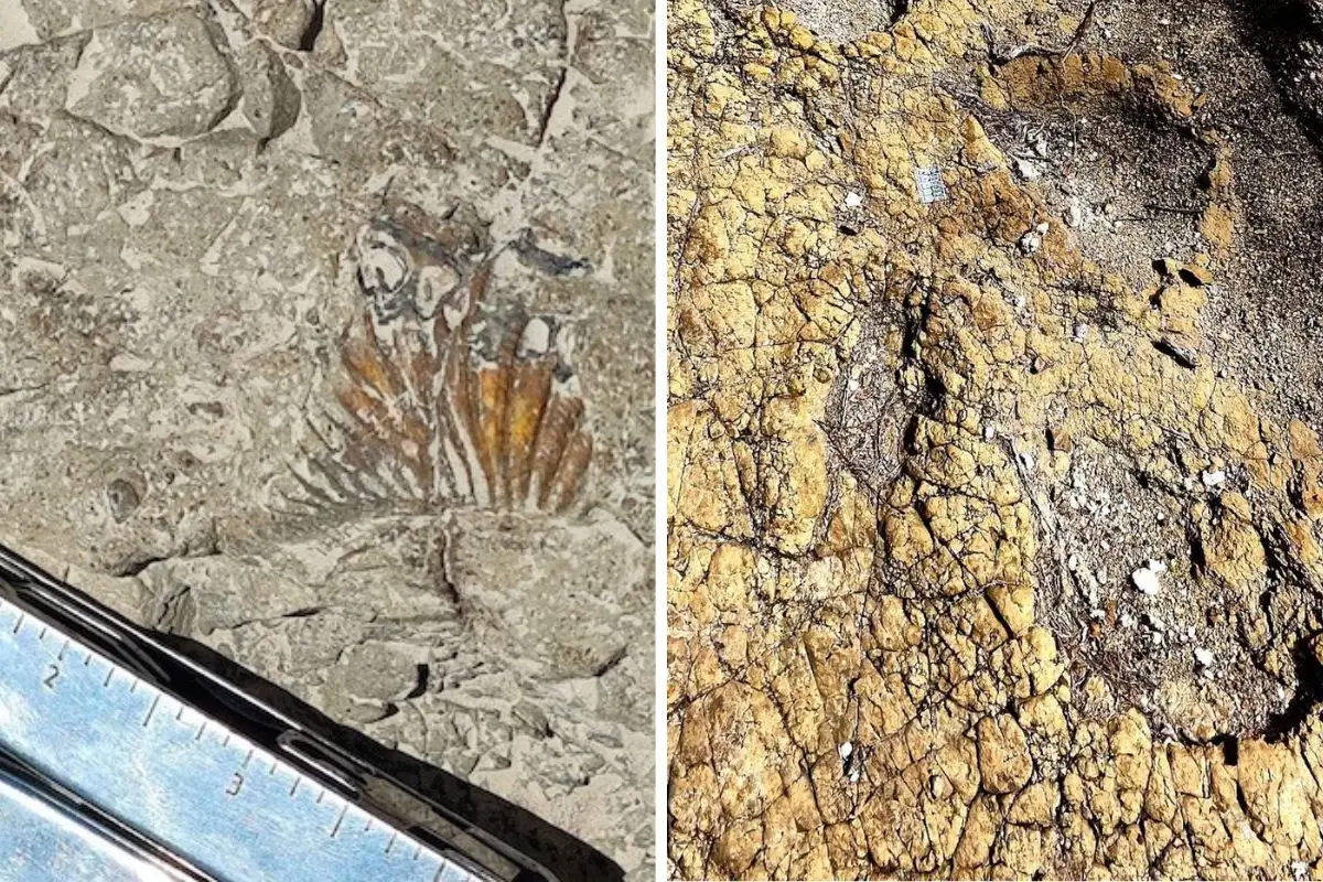 Confirman hallazgo de huellas de dinosaurios Tehuacán: Esto se sabe 1 Confirman hallazgo de huellas de dinosaurios Tehuacán: Esto se sabe