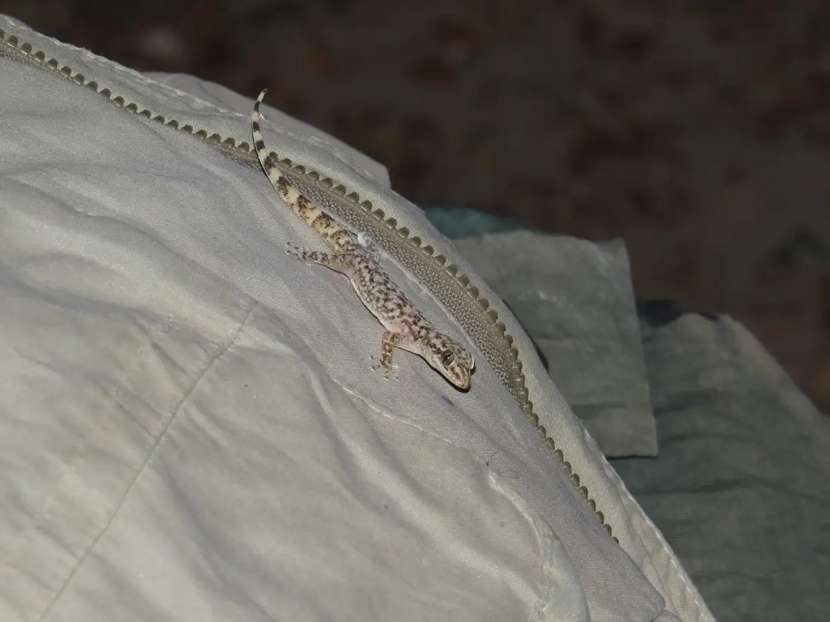 Descubren nueva especie de lagartija en Puebla