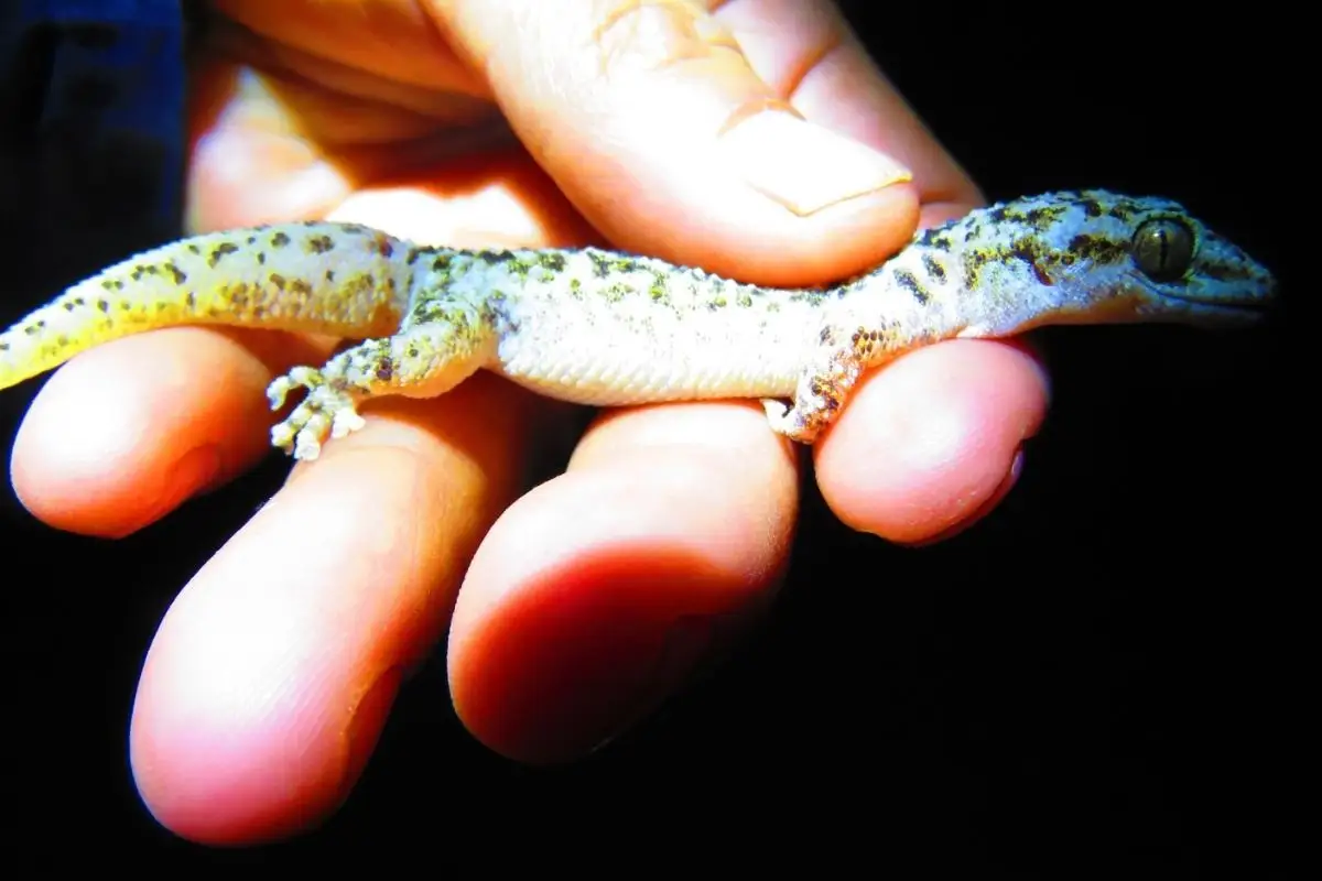 Descubren nueva especie de lagartija en Puebla