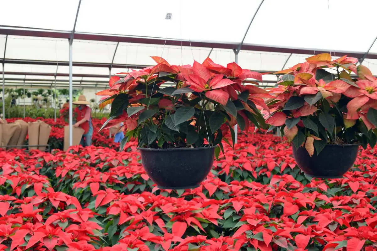 Producción de Noche Buena en Puebla