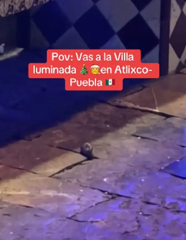 Encuentran ratas en la Villa Iluminada de Atlixco 2025