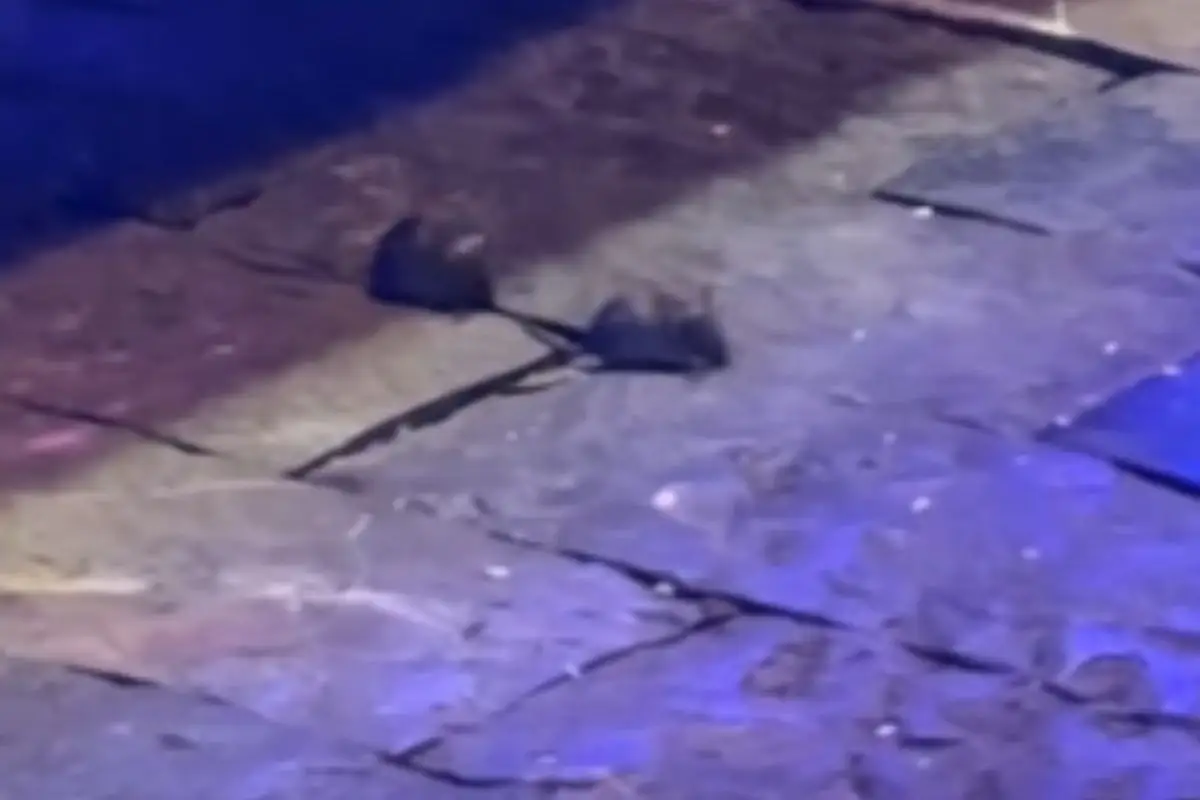 Encuentran ratas en la Villa Iluminada de Atlixco 2025