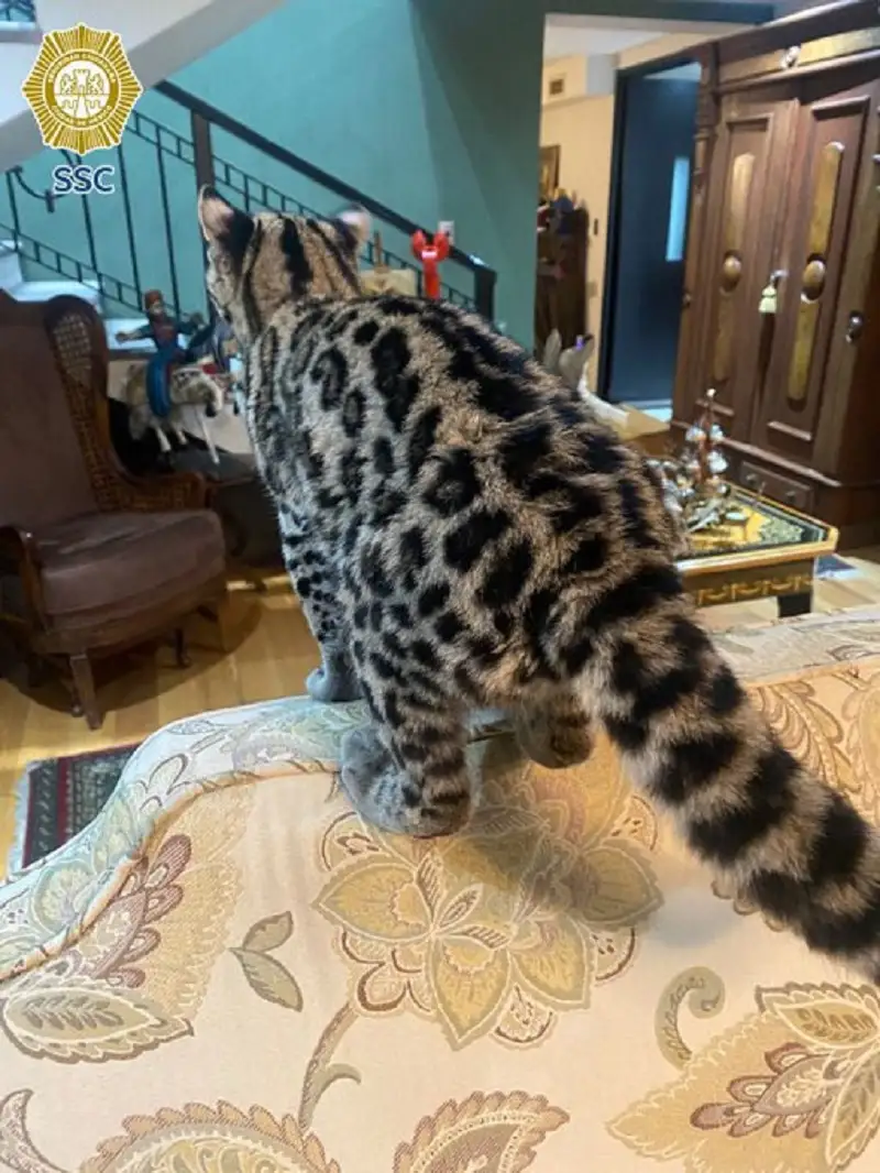 Rescatan a gato silvestre 