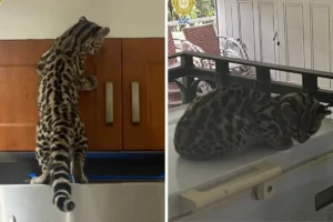 Rescatan a gato silvestre