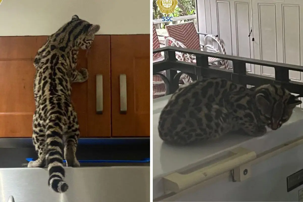 Rescatan a gato silvestre