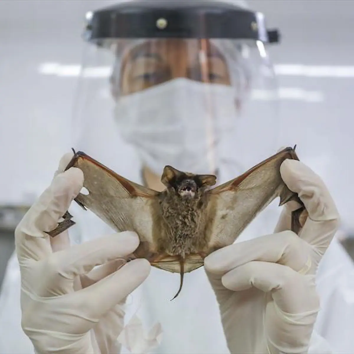 Confirman brote del virus Nipah en India