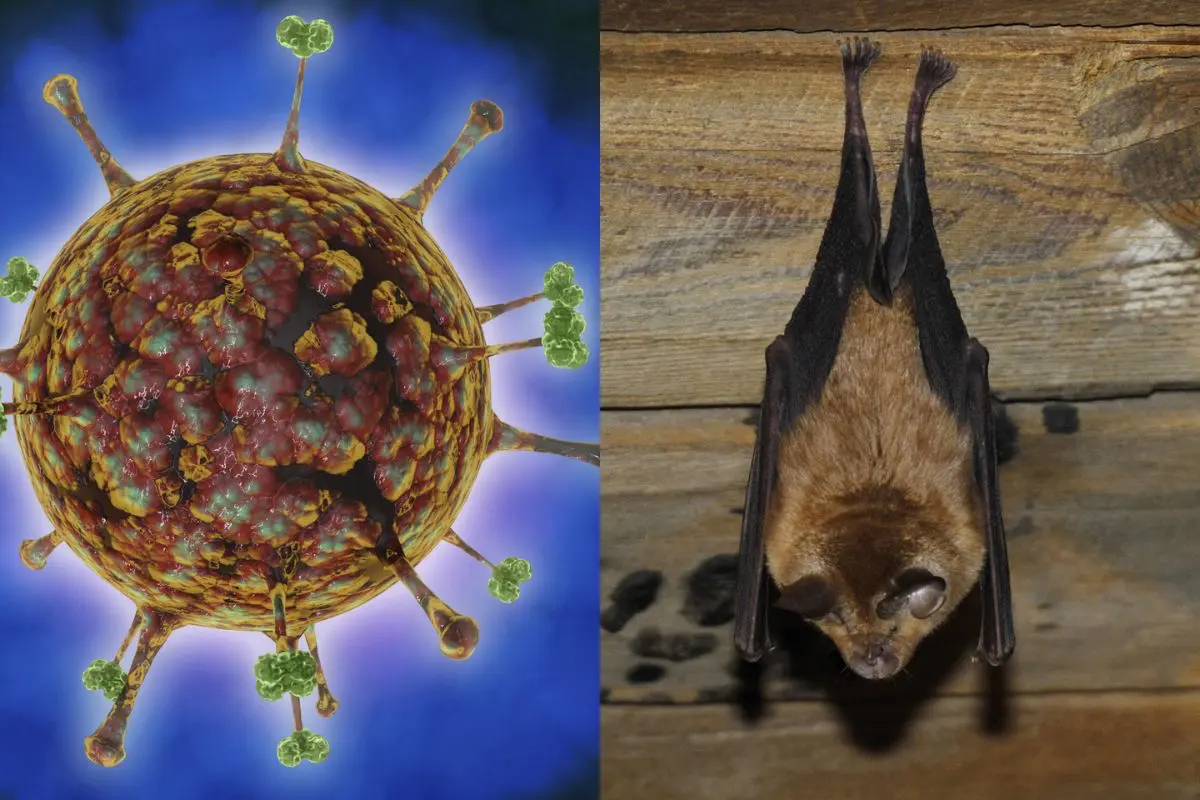 Confirman brote del virus Nipah en India