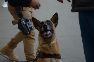 Destaca Gobierno de Pepe Chedraui intervenciones exitosas de la Unidad Canina de la SSC