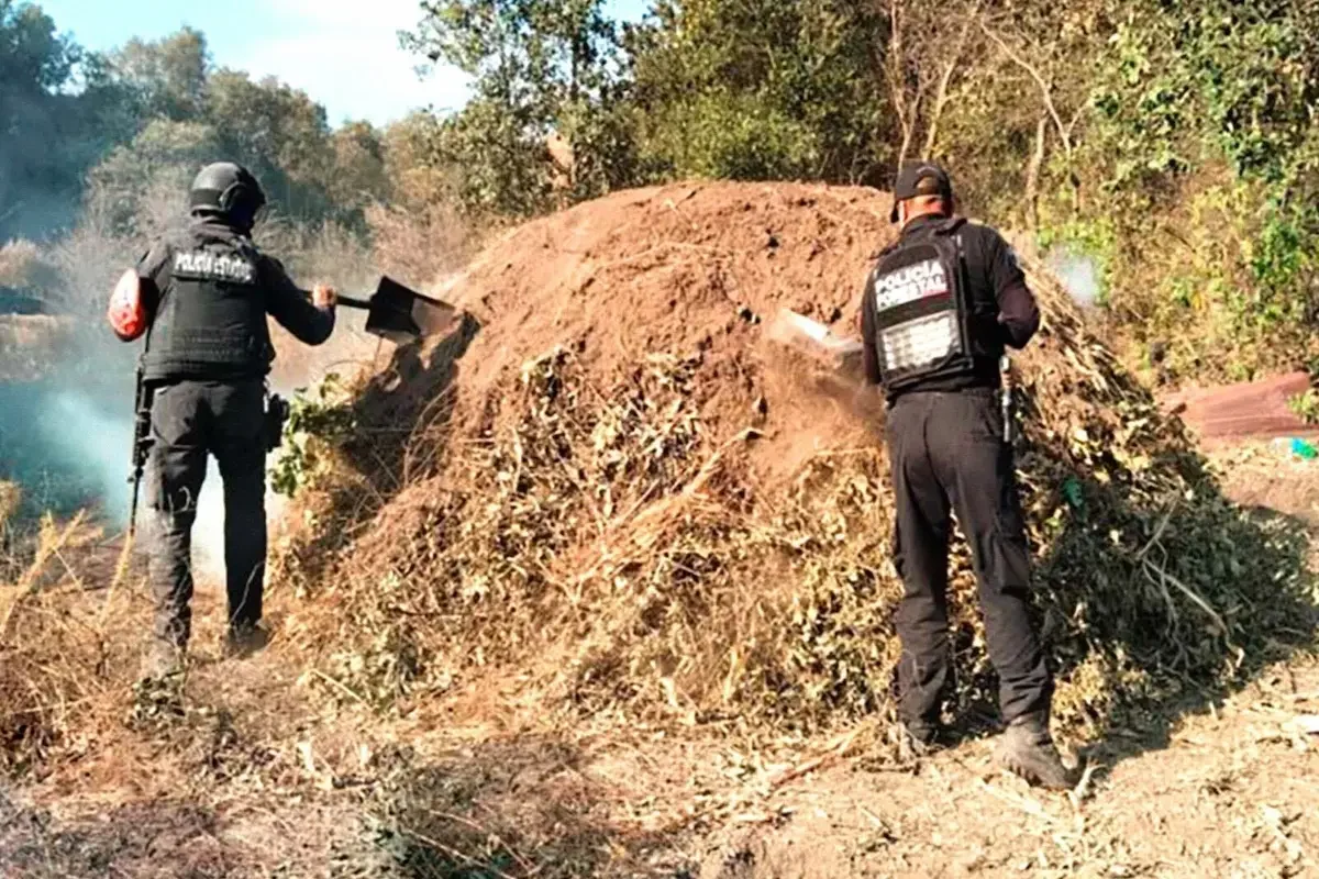 Elimina Policía Forestal seis hornos clandestinos para procesar madera 1 Elimina Policía Forestal seis hornos clandestinos para procesar madera