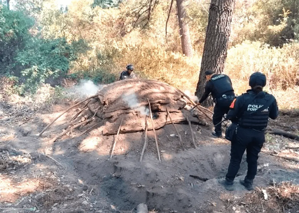 Elimina Policía Forestal seis hornos clandestinos para procesar madera