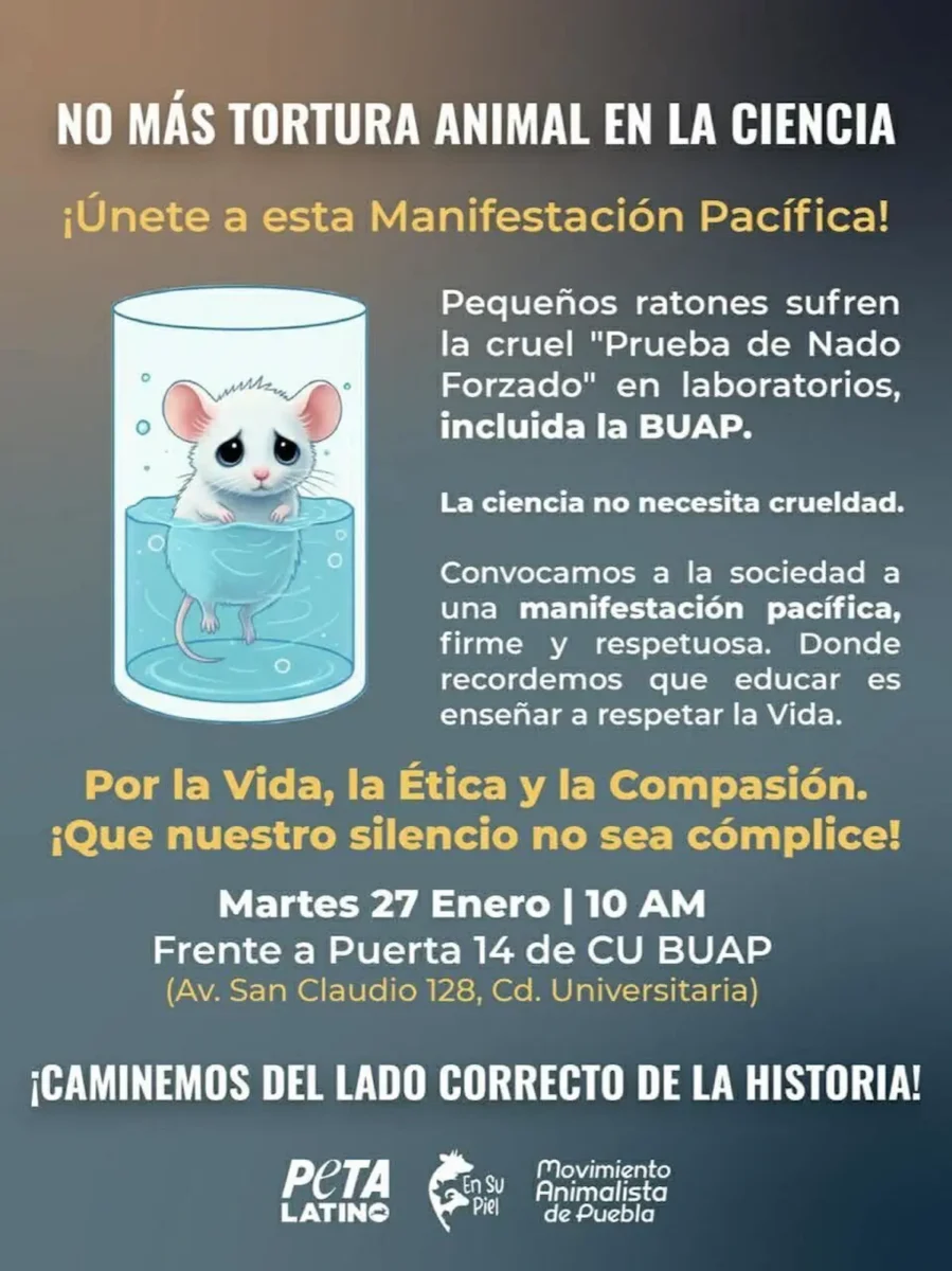 Niega BUAP utilizar ratones para pruebas de laboratorio