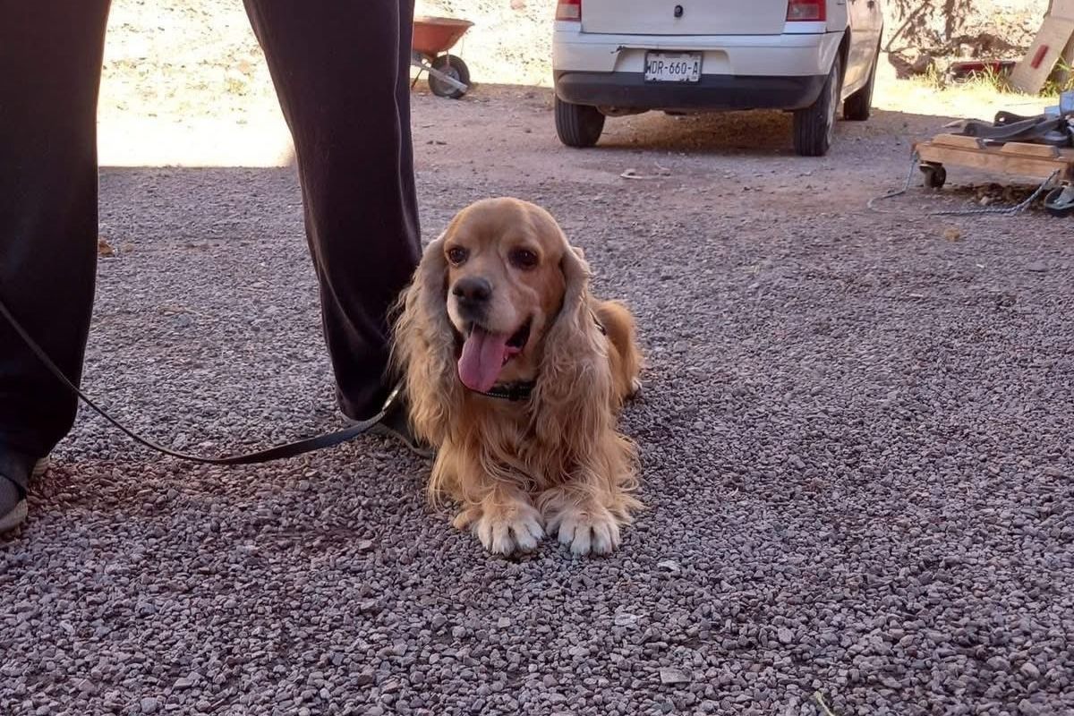 Roban perro de la unidad de rescate y búsqueda de personas de los Bomberos de Nogales