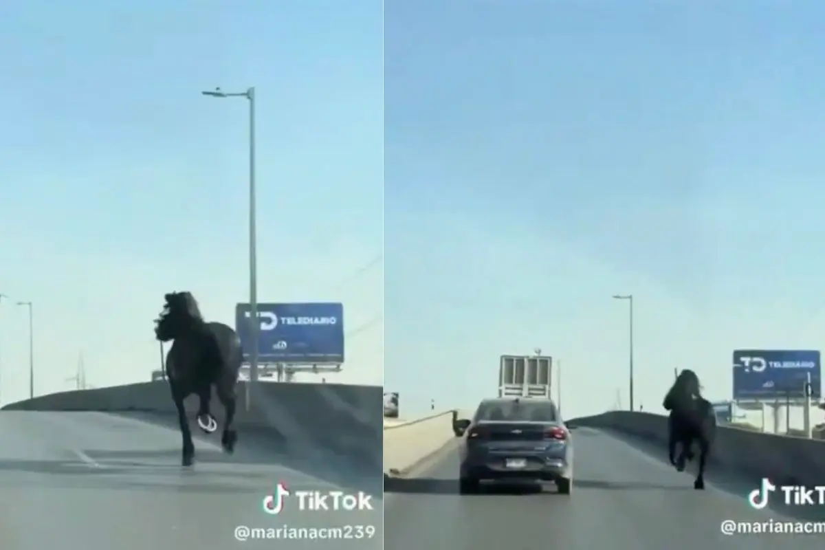 caballo negro causa caos vial en Monterrey