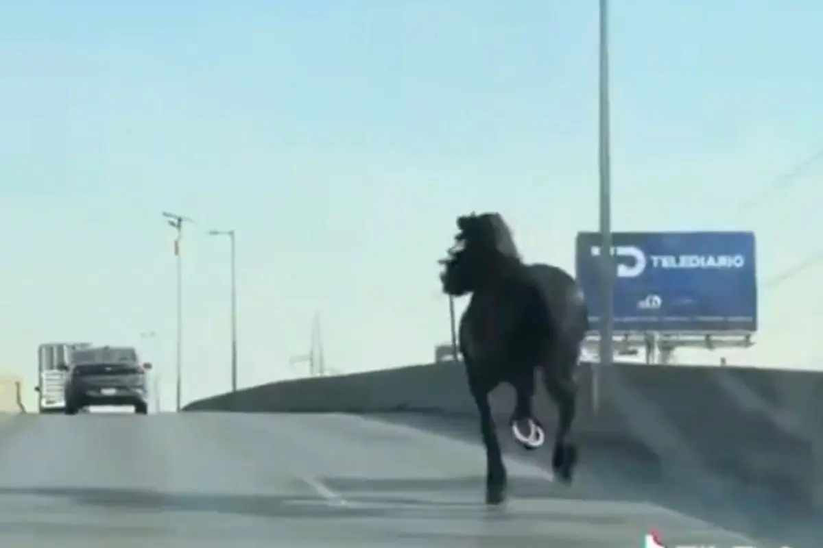 Un caballo negro causa causa caos vial al correr por una transitada Avenida