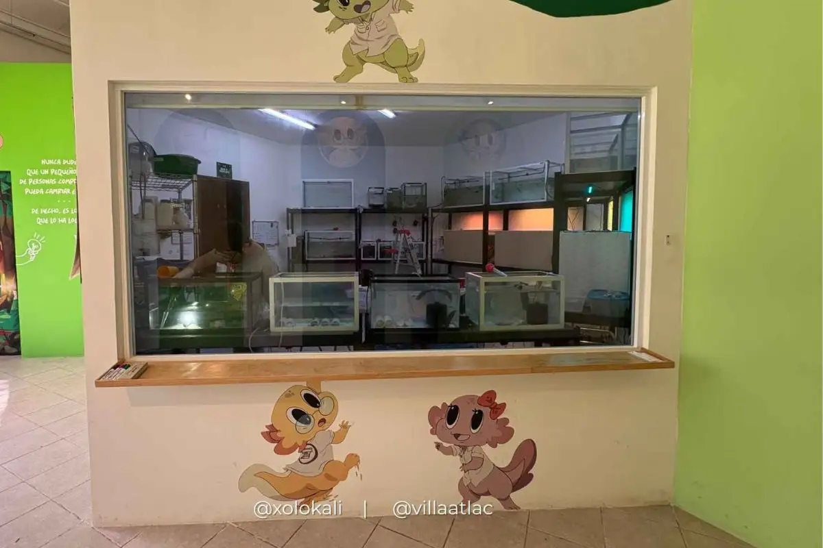 Actividades por el Día Nacional del Ajolote en Villa Atl