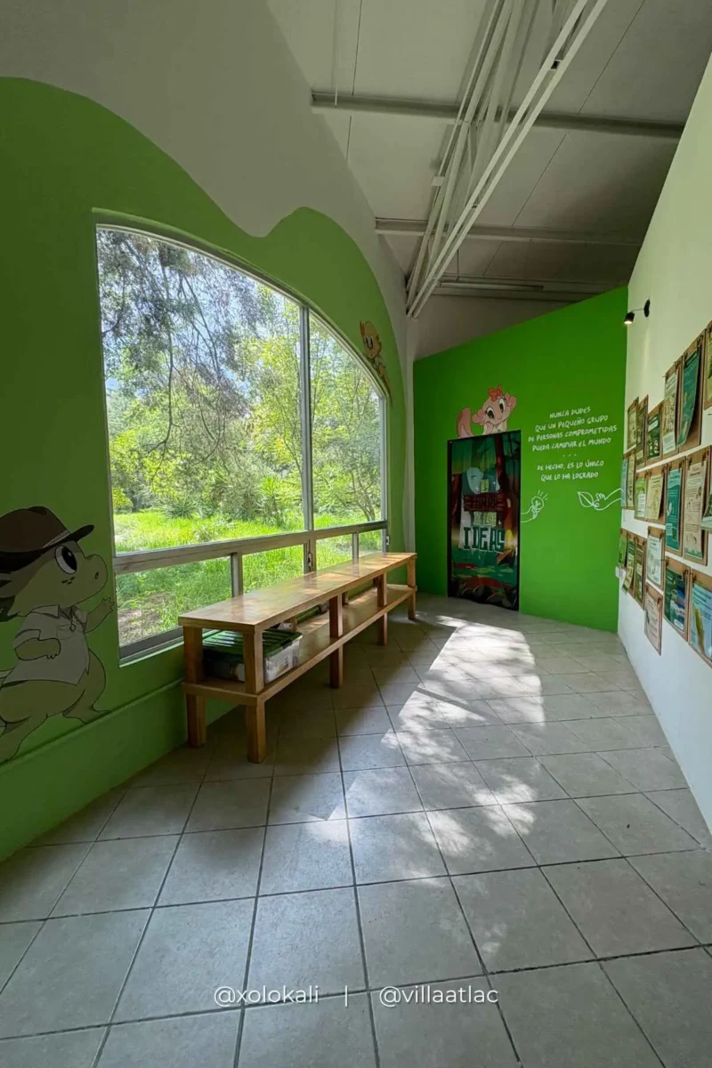 Actividades por el Día Nacional del Ajolote en Villa Atl