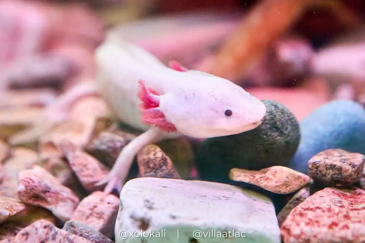 Actividades por el Día Nacional del Ajolote en Puebla este 1 de febrero en Villa Atl 1 Actividades por el Día Nacional del Ajolote en Villa Atl