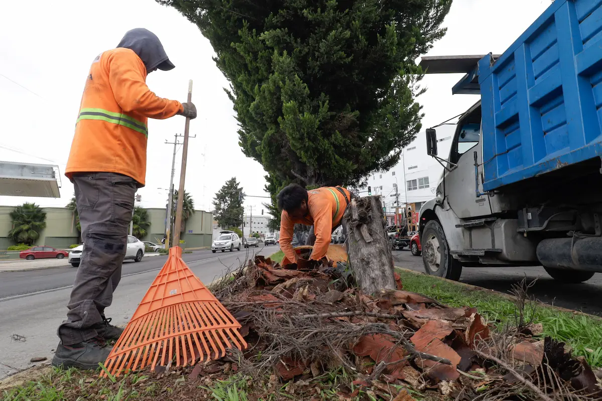 Puebla capital refuerza su compromiso ambiental: meta de plantar 100 mil árboles para 2026