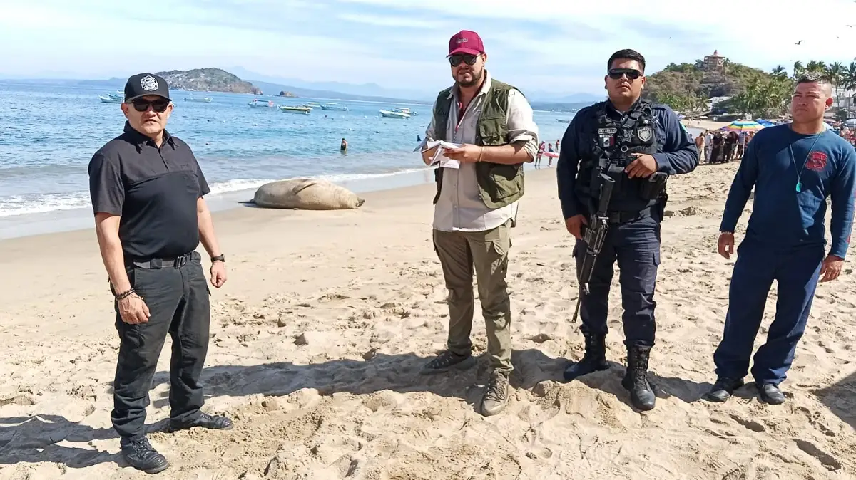 Aparece elefante marino en Nayarit para descansar en la playa