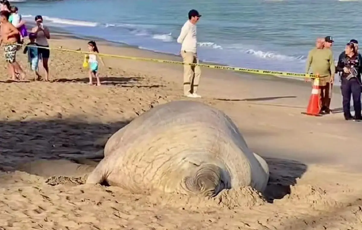 Aparece elefante marino en Nayarit para descansar en la playa
