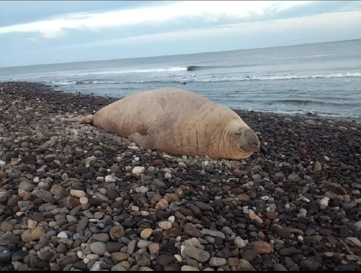 Aparece elefante marino en Nayarit para descansar en la playa