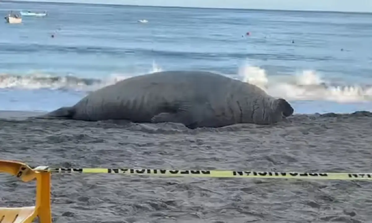 Aparece elefante marino en Nayarit para descansar en la playa