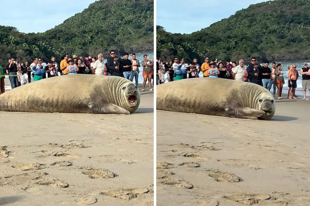 Aparece elefante marino en Nayarit para descansar en la playa
