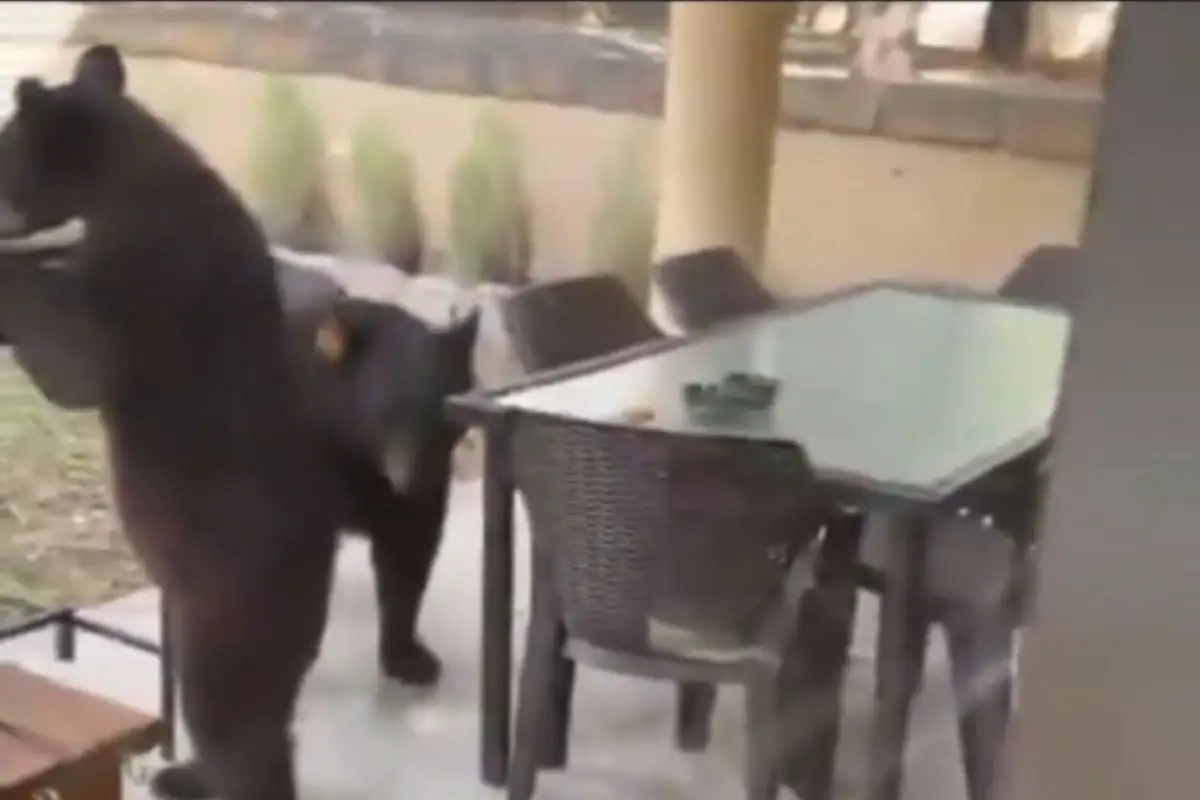 familia de osos en patio de una casa