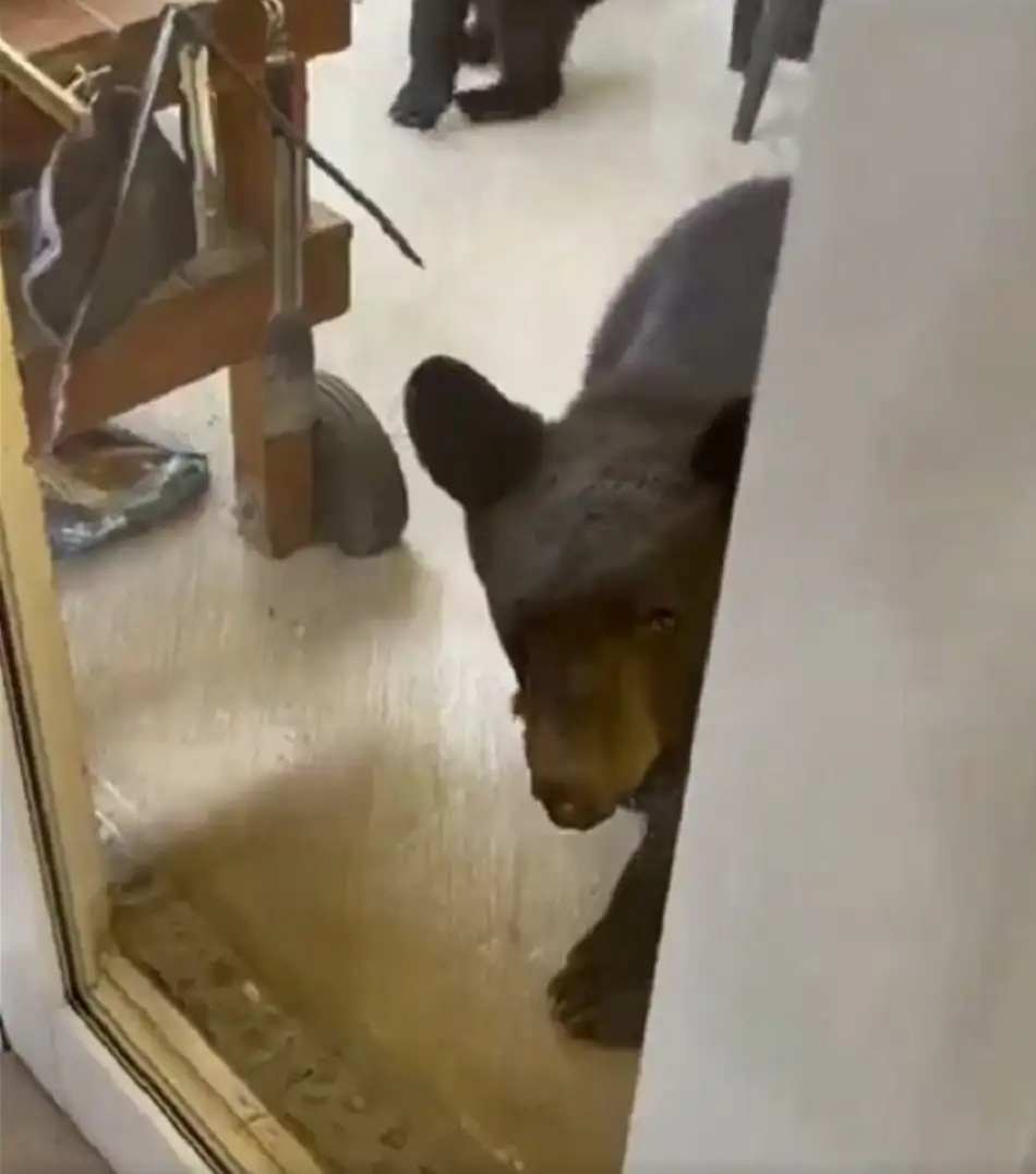 familia de osos en patio de una casa